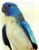 Neoféma modrohlavá modrá běloprsá